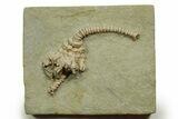 Fossil Crinoid (Actinocrinites) - Crawfordsville, Indiana #371579-1
